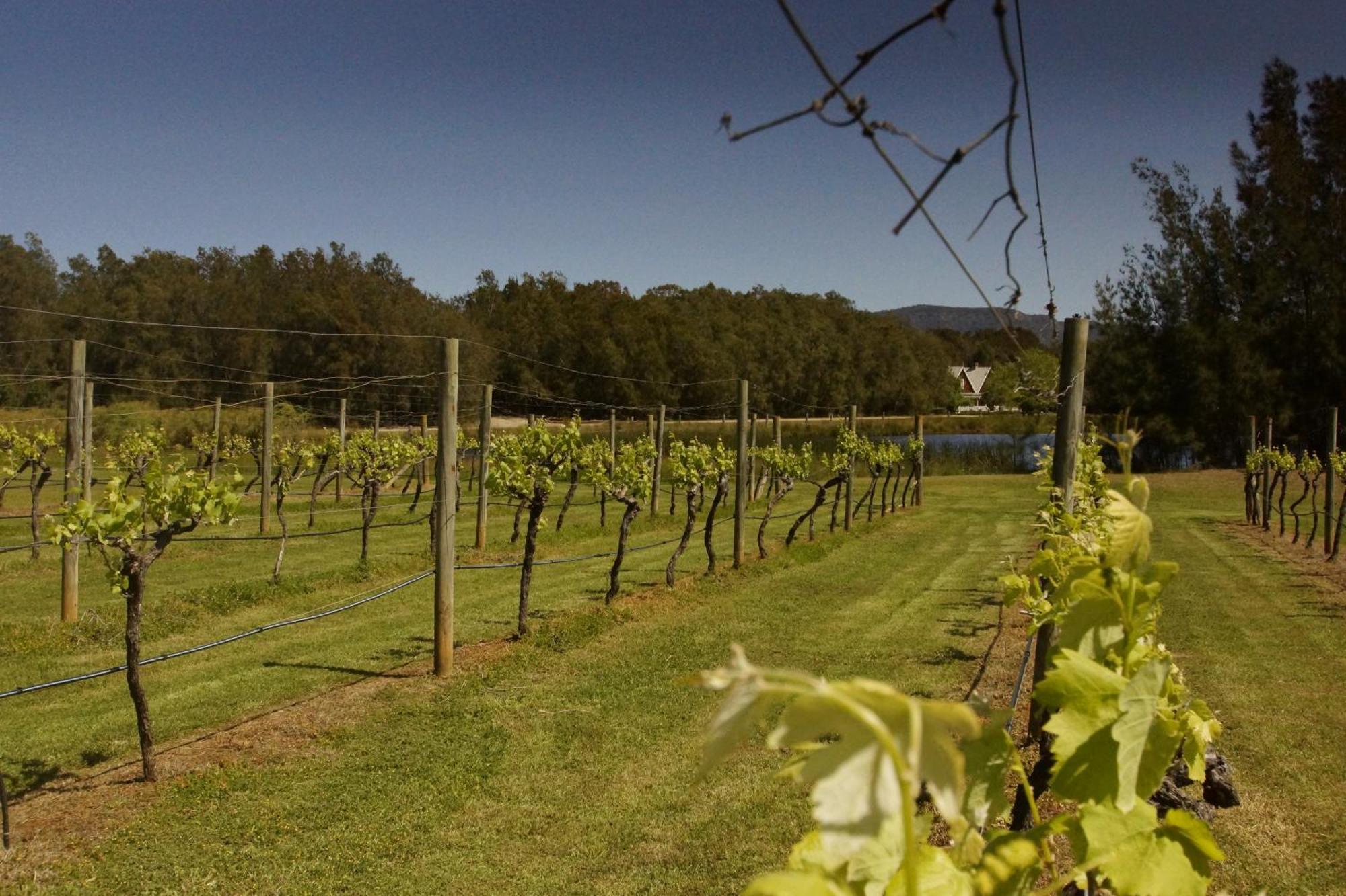 The Carriages Boutique Hotel And Vineyard Pokolbin Exterior foto