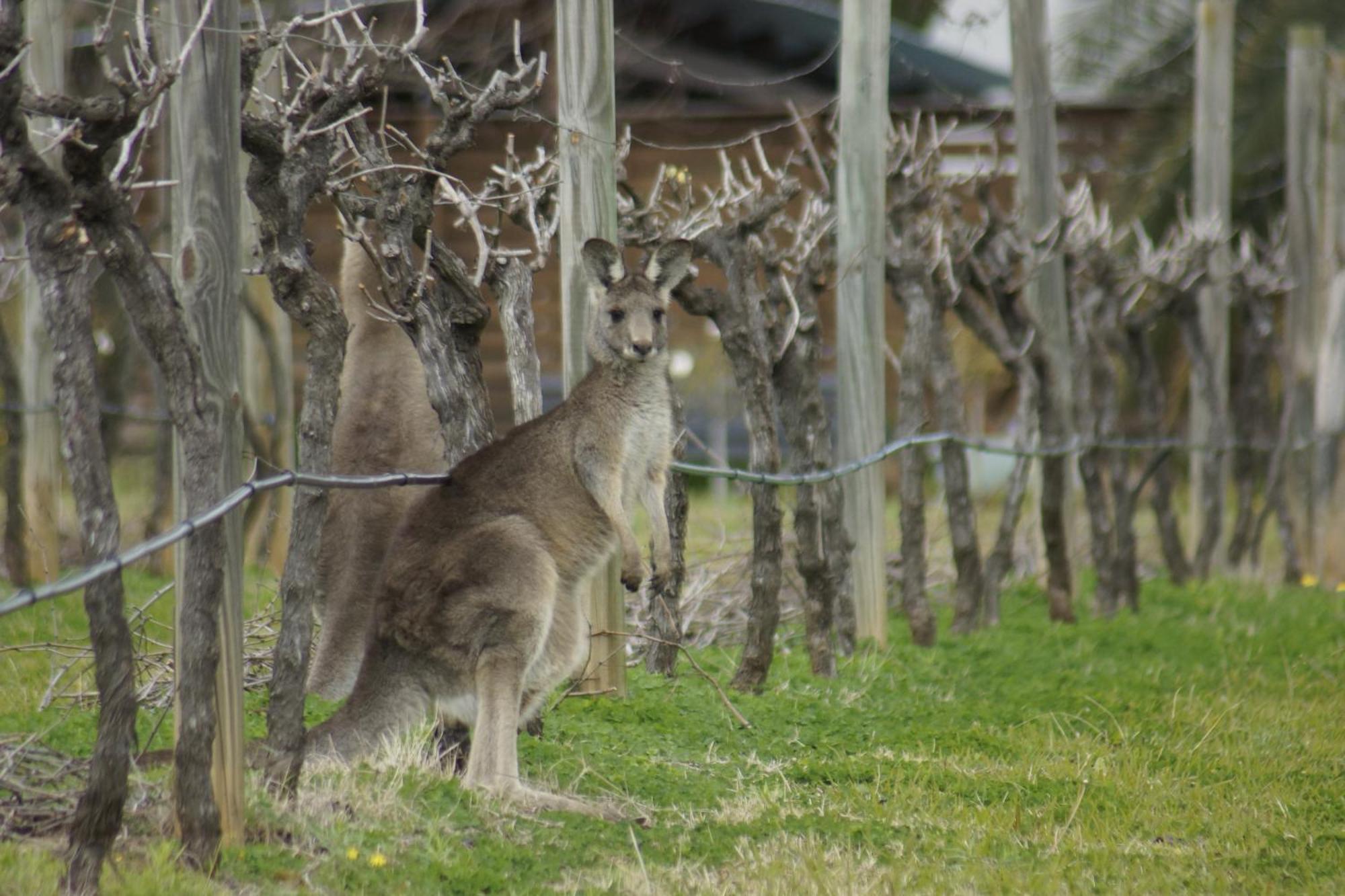The Carriages Boutique Hotel And Vineyard Pokolbin Exterior foto